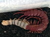 Centipede Shedding Its Shell Is Extremely Gross