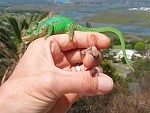 Chameleon Giving Birth
