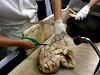 Chef Demonstrates How To Prepare A Crab For Cooking