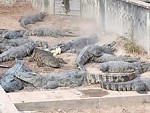 Chicken Foolishly Goes Walking In A Crocodile Enclosure
