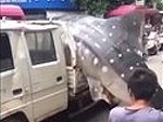 Chinese Fishermen Transporting A Whale Shark To Market Wow
