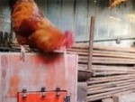 Chooks Are Smarter Than You Thought
