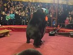 Circus Bear Has Had Enough Of This Shit

