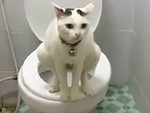 Civilised Cat Uses The Loo To Snap One Off
