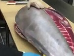 Cleaning And Filleting A Beautiful Tuna
