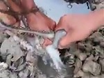 Cleverly Tricks An Octopus Out Of Its Lair
