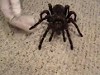Couple Playing With Their Pet Monster Spider Is Terrifying To Watch