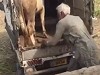 Cow Fucks A Guy Up With A Swift Head Kick