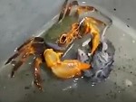 Crab Vs Mouse: Who Will Win?
