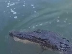 Croc Isn't Happy They Took Its Fish
