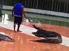 Croc Kind Of Destroys Its Handlers Arm