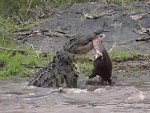 Crocodile Feasts On A Baby Hippo
