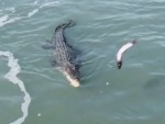 Crocodile Gets More Than It Was Expecting
