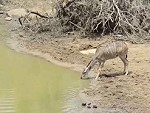 Crocodile Had Lunch In The Bag Except For One Problem
