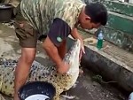 Crocodile Maintenance Is Important
