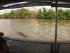 Crocodile Makes The Tourists Crap Themselves