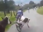 Cyclist Unfortunately Spooks A Cow
