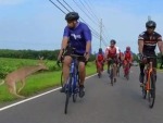 Cyclists Encounter A Deer
