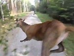 Deer DGAF About Mountain Bikers
