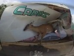 Deer Vs Caravan: Who Will Win?
