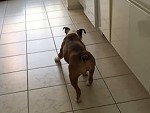 Did You Know Bulldogs Can Moonwalk?
