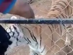 Did You Know Tigers Love Fingers?
