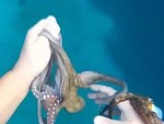 Diver Demonstrates How Easy It Is To Catch Octopus By Hand
