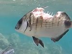 Diver Encounters A Fish Who Was Only Half Tasty
