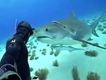 Diver Goes Nose To Nose With A Great White
