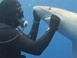 Diver Helps A Shark By Pulling Out A Hook
