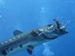 Diver Helps His Fish Friend With An Easy Snack