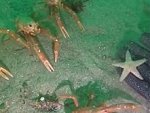 Diver Making Friends With The Local Sea Creatures
