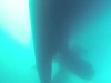 Diver Watches A Cargo Ship Go Over