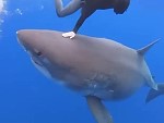 Divers Get Insanely Close To A Great White Shark
