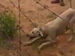 Dog Can Get Some Air
