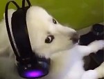 Dog Caught Watching Porn
