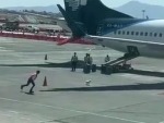 Dog Gets Loose On The Tarmac
