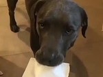 Dog Has A Message For You
