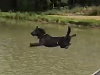 Dog Makes The Mistake Of Going On The Waterslide