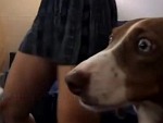 Dog Realises Its Finally Happening
