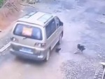 Dog Takes Care Of Its Nemesis
