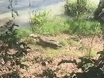 Dog Tries To Scare Off A Croc With A Traumatic Ending
