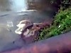 Dog Very Nearly Becomes Crocodile Dinner