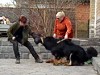 Dog Wont Take Any Shit If Anyone Ever Tries To Attack Her