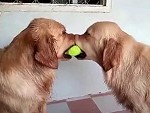 Dogs Both Want The Ball
