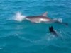 Dolphin Messing With A Puppy