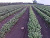 Drone Has Fun Taunting A Fox In A Black Currant Orchard