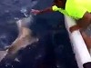 Dumb Fuckwit Playing With Sharks Learns A Valuable Lesson