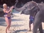 Elephant Doesn't Mind Spanking A Bitch
