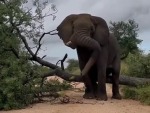 Elephant Had A Plan
